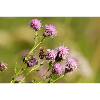 Natural Milk Thistle